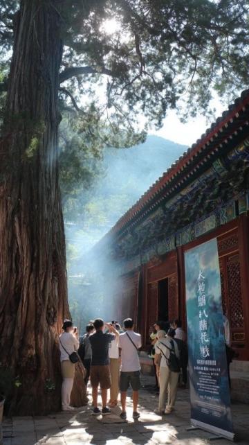 舌尖上的山西·應縣篇:木塔下的鄉愁與美食之旅