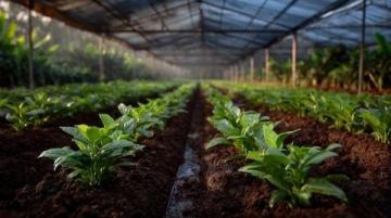 五畝黑椒豐收上市首日僅售一半,天然種植健康安全受期待
