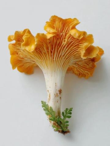 云南常見可食用野生菌種類知多少