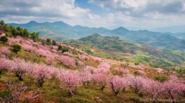 西湖C位梅花季:孤山探梅之旅(2.22-3.5)