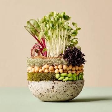春天的味道與營養(yǎng):四種適合孩子的春芽美食