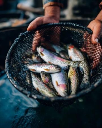 麗水：水質(zhì)優(yōu)良的溪魚天堂，華東野生魚類基因庫(kù)