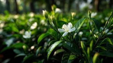 心馳神往!廣西橫州茉莉花之旅不容錯過