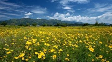 浙江油菜花盛開如黃金狂潮，浪漫春色不容錯過，速來打卡！