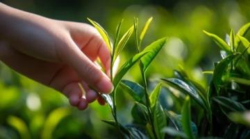 青金桔檸檬茶的制作方法