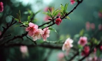 武漢櫻花季：賞花拍照與必嘗美食攻略