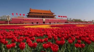 長春花觀賞指南:四季開花、色彩斑斕的美麗花卉