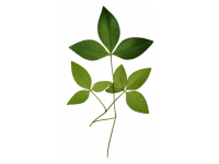 番薯葉怎么做好吃又香(番薯葉怎么做好吃？加上一把大蒜，掌握3步)
