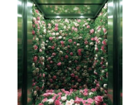 澳洲日志：水培九層塔綻放花朵の生命之美