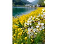 浙江油菜花盛開如黃金狂潮，浪漫春色不容錯過，速來打卡！