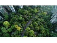 星溪線徒步之旅：探索廣州春日竹林的綠意與生機