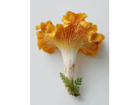 云南常見可食用野生菌種類知多少