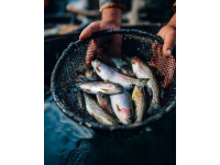 麗水：水質(zhì)優(yōu)良的溪魚天堂，華東野生魚類基因庫(kù)