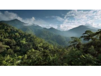 西雙版納熱帶雨林奇幻之旅：一條充滿生機與活力的綠色寶藏