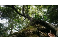 揭秘芒市珍奇秘境：勐巴娜西國家AAAA級景區全攻略