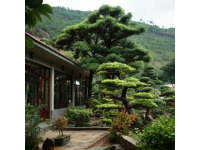 到高密城郊雙羊鎮云來山莊，品農家樂的野味盛宴