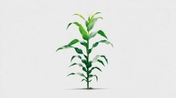 如何種植甘蔗：甘蔗種植基礎(chǔ)知識