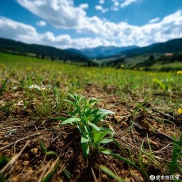 皖西南地區(qū)，一直以來都不吃各種蟲子，吃野菜也是近幾年才傳開的