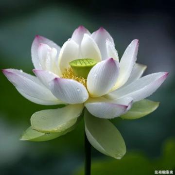 百科冷知識:蓮藕種植方法詳解