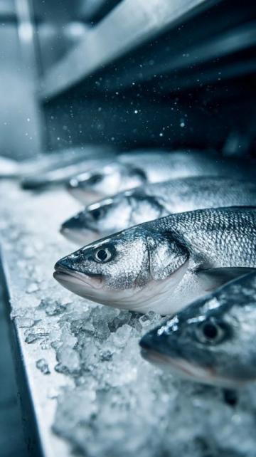 三點必知!養殖青魚的水深度、密度和水環境管理秘籍
