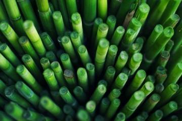 如何種植甘蔗：甘蔗種植基礎(chǔ)知識