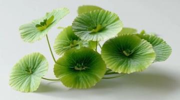 百科冷知識:蓮藕種植方法詳解
