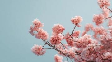 滎陽豐樂櫻花園賞花指南:免門票詳情及游玩攻略