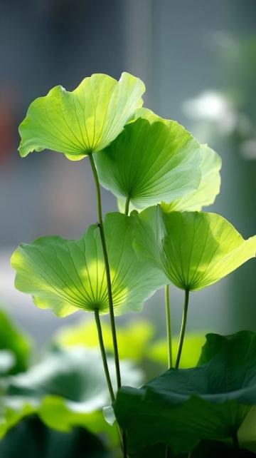 百科冷知識:蓮藕種植方法詳解