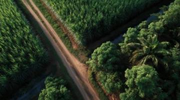 如何種植甘蔗：甘蔗種植基礎(chǔ)知識