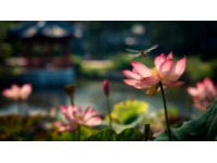 菏澤萬畝荷塘是魯西南地區(qū)夏季賞荷、生態(tài)體驗(yàn)的熱門目的地