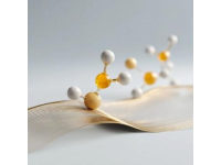 糖分轉(zhuǎn)化碳鏈，為生命提供能量源泉