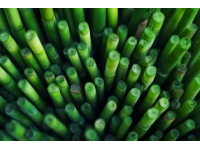 如何種植甘蔗：甘蔗種植基礎(chǔ)知識