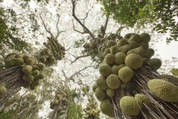 蘭州范家營村的巨型芹菜,高近一米猶如小樹般壯觀