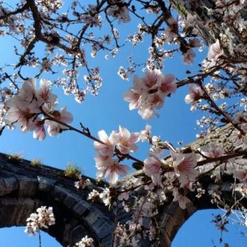 滎陽豐樂櫻花園賞花指南:免門票詳情及游玩攻略