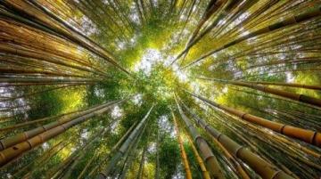 新疆秋季來臨,金黃白樺林等你探索,攝影愛好者的天堂