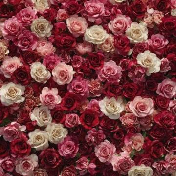 美倫堡薔薇花墻全攻略:避開人群,觸手可及的五顏六色花朵