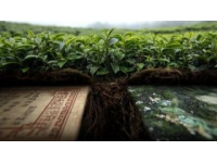 如何挑選好茶：六大茶類的區別與品鑒技巧