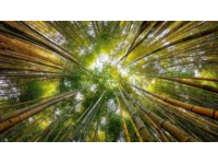 新疆秋季來臨，金黃白樺林等你探索，攝影愛好者的天堂