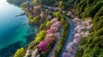 貴州畢節百里杜鵑風景區攻略(門票花期交通及游玩推薦)