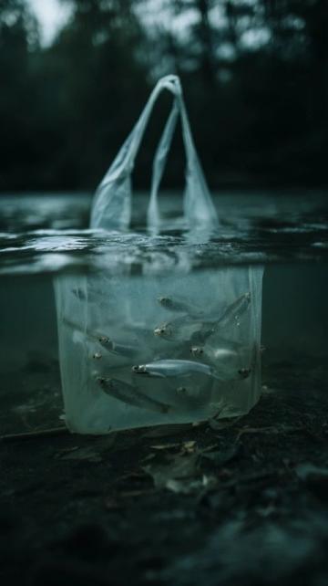 三點必知!養殖青魚的水深度、密度和水環境管理秘籍