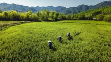 游訪杏花村：品美酒嘗佳肴的樂趣之旅