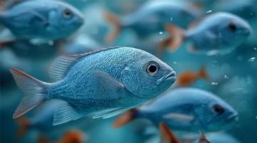 三點必知!養殖青魚的水深度、密度和水環境管理秘籍