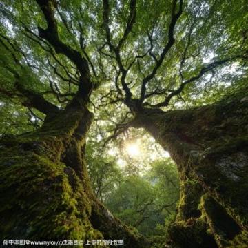探索人間仙境:四川九寨溝深度游指南與體驗
