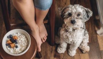 秋冬換季注意!避免給狗狗喂食冷食保持健康