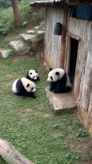 當(dāng)尚雯婕與姐妹們饒有趣味地展開關(guān)于大熊貓的討論時,只有何潔沒有搭話
