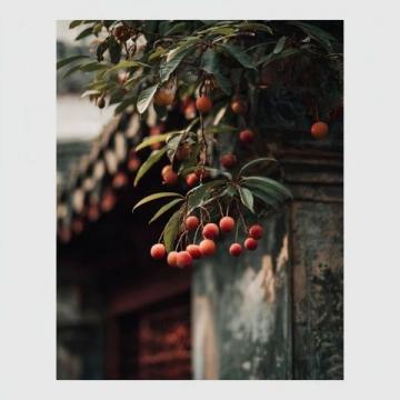 揭秘：楊貴妃為何對荔枝情有獨鐘？