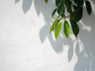菩提路上結菩提果(菩提果小知識)