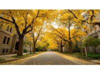 大理銀杏好風光，這里風景獨好！抓緊去看看吧！初冬時節，又是一年銀杏飄黃
