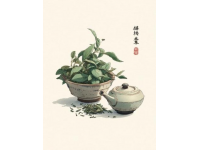 沖泡西湖龍井(龍井沖泡常識)