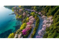 貴州畢節百里杜鵑風景區攻略（門票花期交通及游玩推薦）